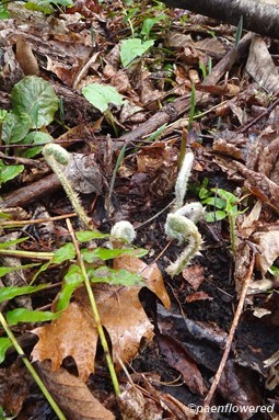 Fiddleheads with last season's fronds